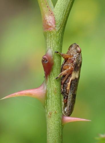 Aphrophora alni